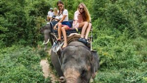 turvallisesti matkaava elainkuljetusauto luonnossa